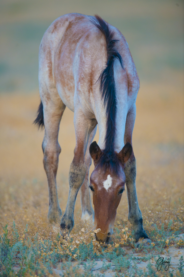 Colts Foals of Onaqui Herd Utah Wild Horses » Beautiful Photography