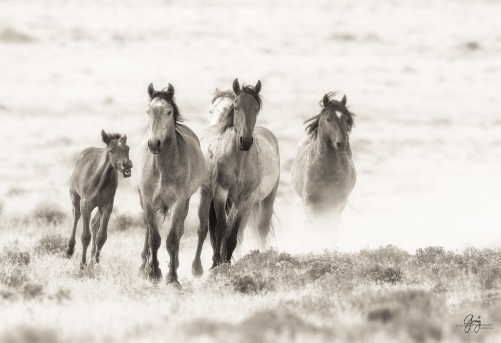 wild-horse-photography-11-1024x701.jpg