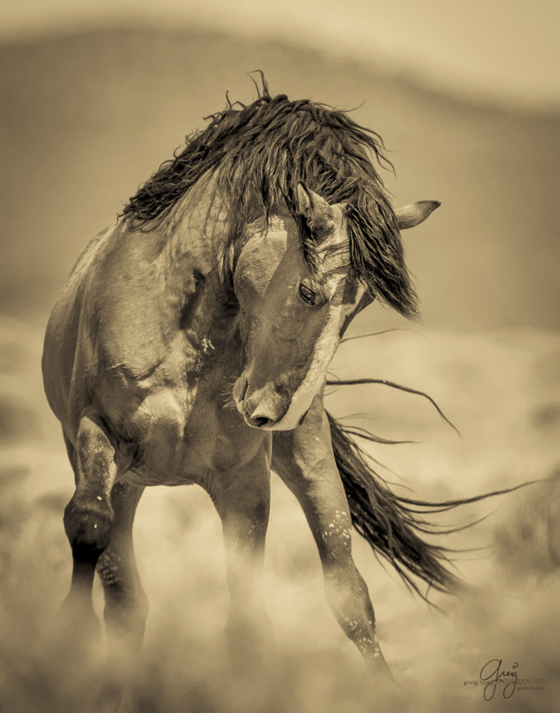 stallion, widl horses, wild horse, mustang, Onaqui, Onaqui herd