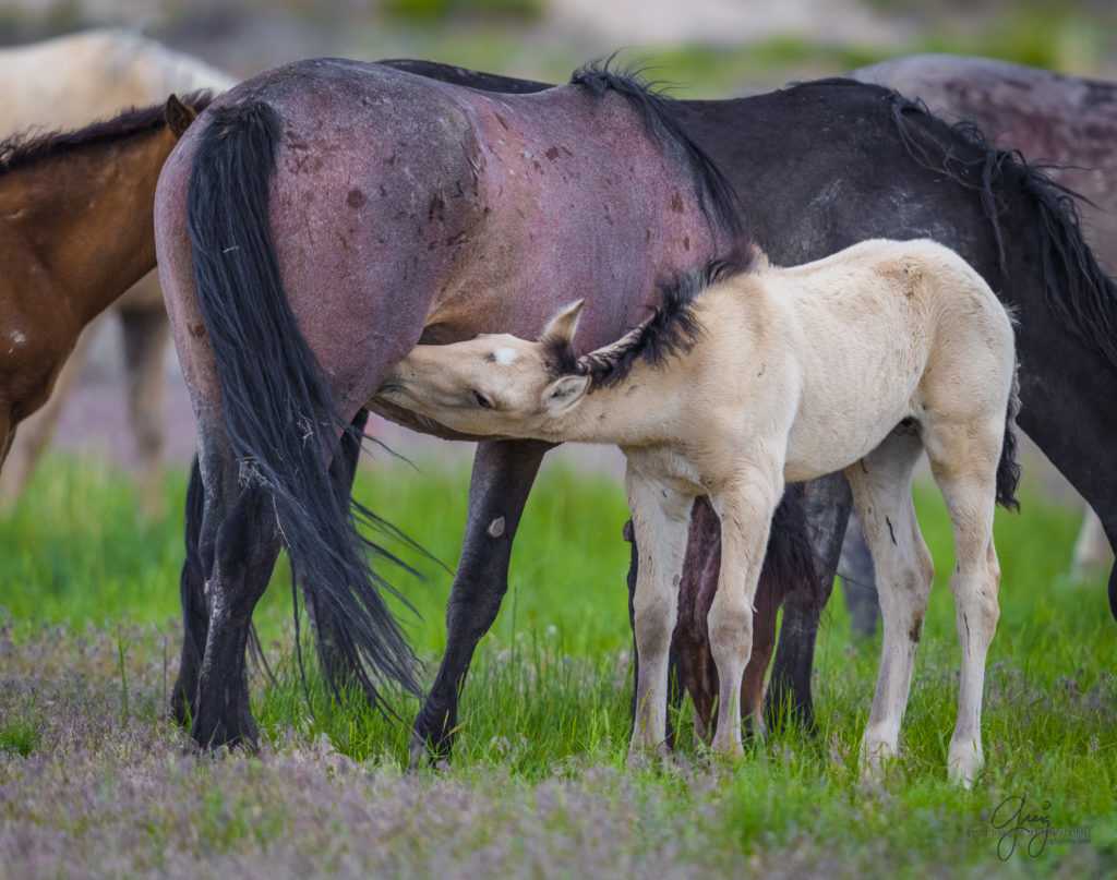 colt, dugway horses, foal, horse, horses, mare, mustangs, nature, Onaqui, Onaqui herd, onaqui horses, onaqui wild horses, pony express, pony express horses, stallion, utah, utah desert, west desert, wild horses, wild mustang, wild stallions, wildlife, wild horse photography, wild horse photographs, wildlife photography, nature photography, wild horse, Utah wild horses, wild horses Utah, wild horses in Utah, BLM controversy, BLM wild horses,