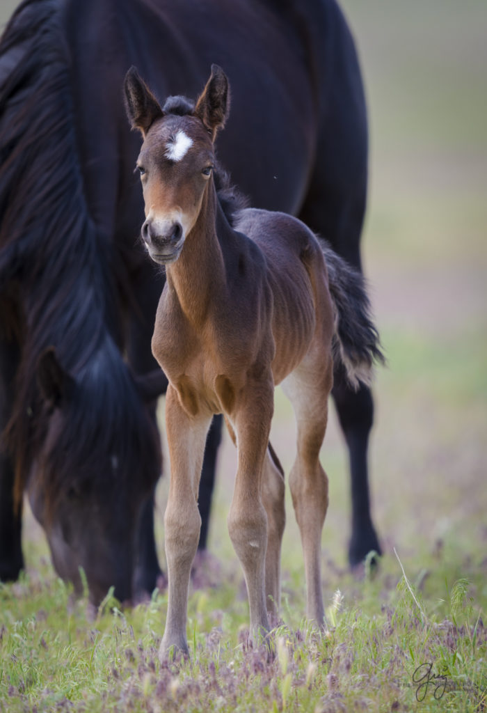 colt, dugway horses, foal, horse, horses, mare, mustangs, nature, Onaqui, Onaqui herd, onaqui horses, onaqui wild horses, pony express, pony express horses, stallion, utah, utah desert, west desert, wild horses, wild mustang, wild stallions, wildlife, wild horse photography, wild horse photographs, wildlife photography, nature photography, wild horse, Utah wild horses, wild horses Utah, wild horses in Utah, BLM controversy, BLM wild horses,