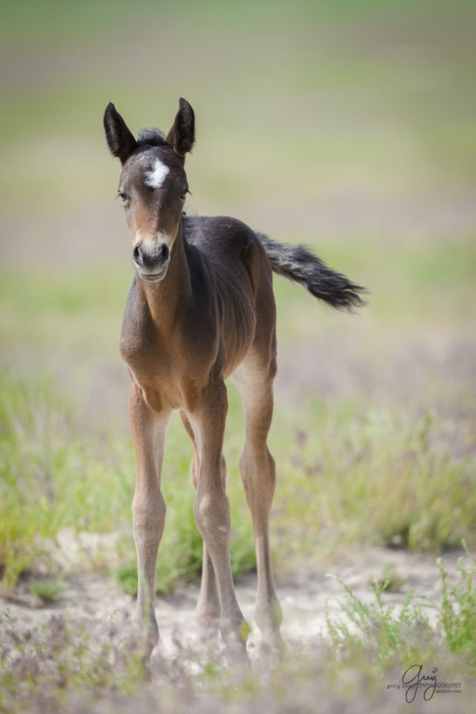 colt, dugway horses, foal, horse, horses, mare, mustangs, nature, Onaqui, Onaqui herd, onaqui horses, onaqui wild horses, pony express, pony express horses, stallion, utah, utah desert, west desert, wild horses, wild mustang, wild stallions, wildlife, wild horse photography, wild horse photographs, wildlife photography, nature photography, wild horse, Utah wild horses, wild horses Utah, wild horses in Utah, BLM controversy, BLM wild horses,