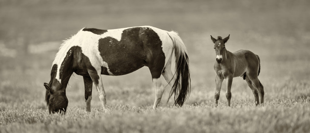 Wild Horses Utah, Onaqui herd.