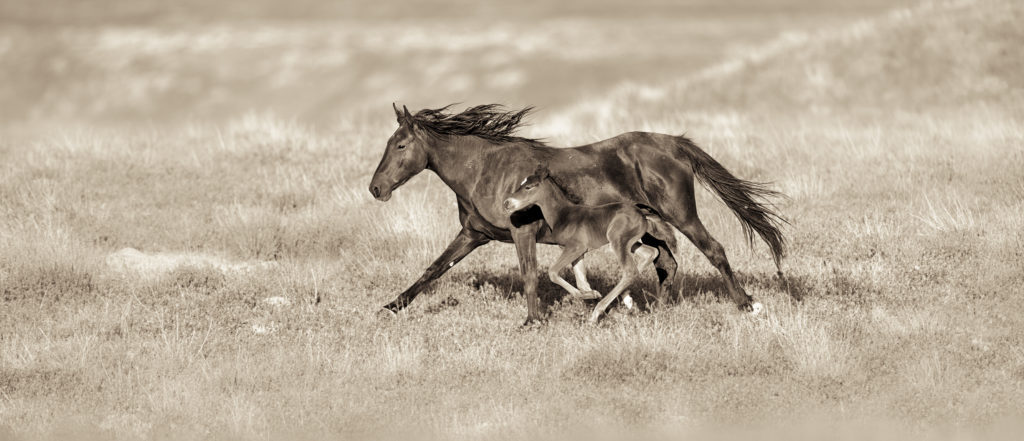 colt, wild horses, utah wild horses, wild horse colt, colt,