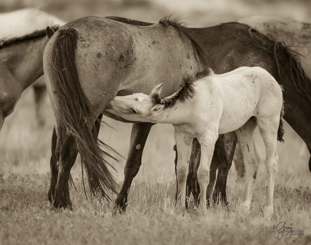 Utah wild horses, Onaqui herd