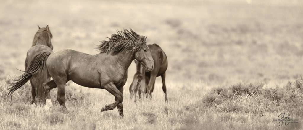 colt, wild horses, utah wild horses, wild horse, wild horse family, Onaqui, Onaqui