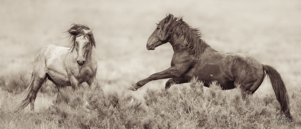 colt, wild horses, utah wild horses, wild horse, wild horse family, Onaqui, Onaqui