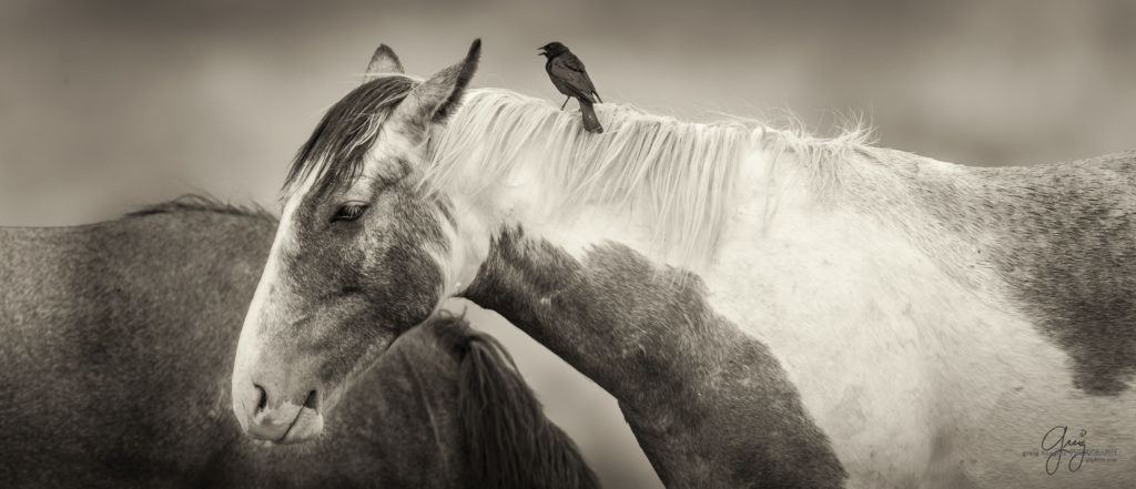 colt, wild horses, utah wild horses, wild horse, pinto,