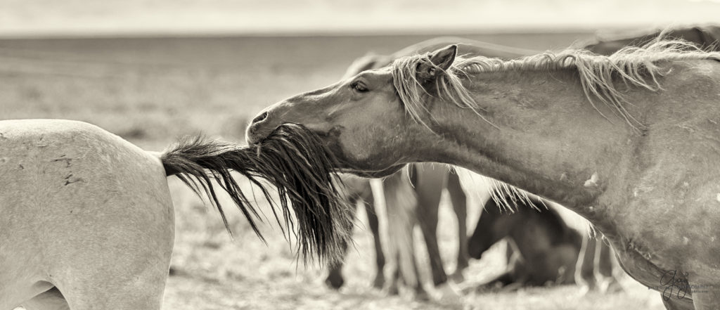 colt, wild horses, utah wild horses, wild horse, wild horse family, Onaqui, Onaqui