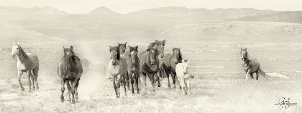 colt, wild horses, utah wild horses, wild horse, wild horse family, Onaqui, Onaqui herd