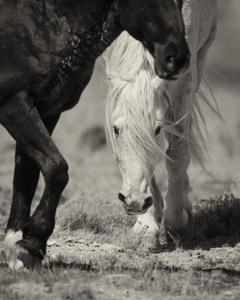 colt, wild horses, utah wild horses, wild horse, wild horse family, Onaqui, Onaqui