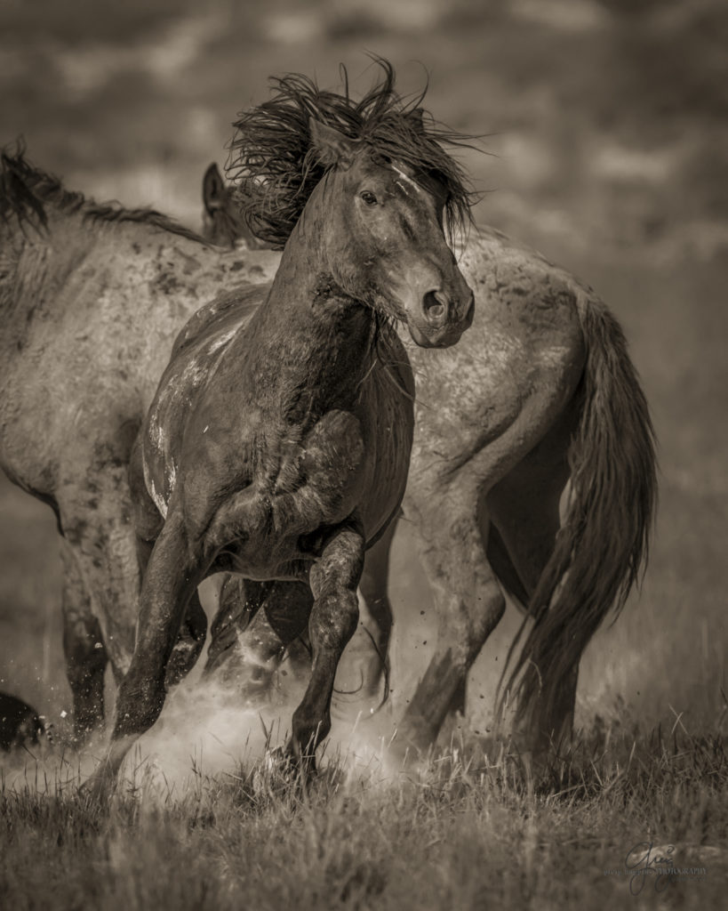 colt, wild horses, utah wild horses, wild horse, wild horse family, Onaqui, Onaqui