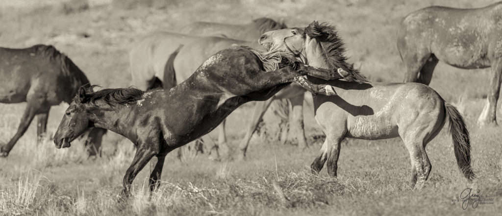 colt, wild horses, utah wild horses, wild horse, wild horse family, Onaqui, Onaqui