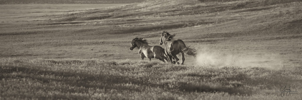 colt, wild horses, utah wild horses, wild horse, wild horse family, Onaqui, Onaqui
