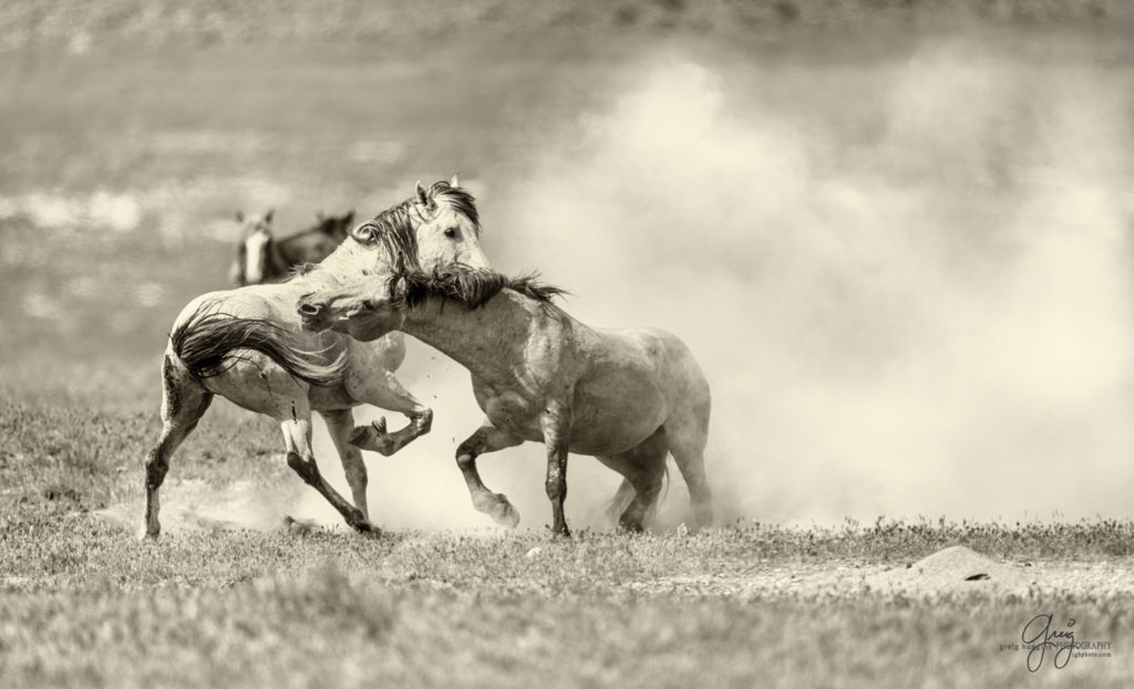 fierce fight between two wild horse stallions