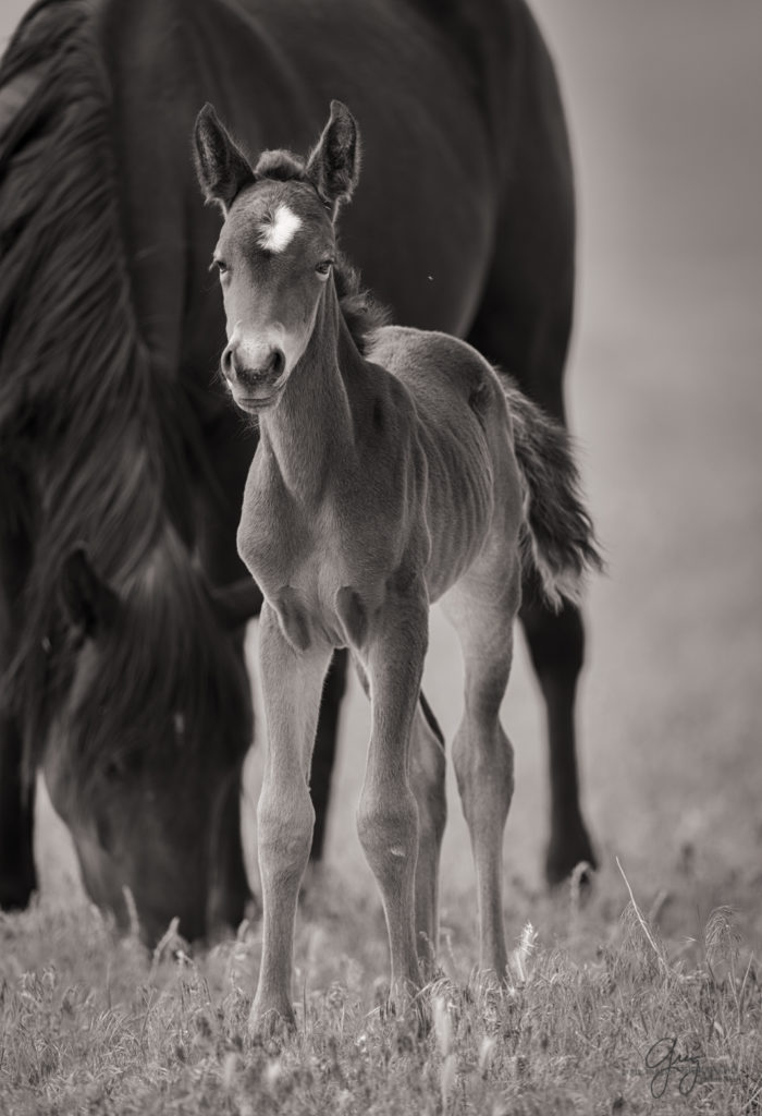 colt, wild horses, utah wild horses, wild horse, wild horse family, Onaqui, Onaqui