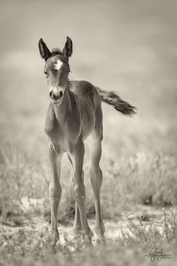 colt, wild horses, utah wild horses, wild horse, wild horse family, Onaqui, Onaqui