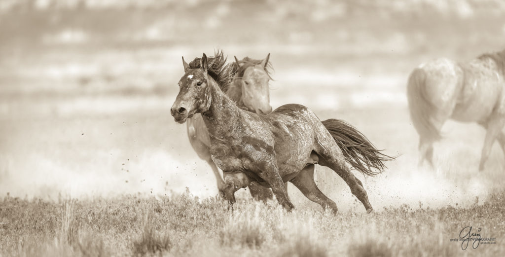 colt, wild horses, utah wild horses, wild horse, wild horse family, Onaqui, Onaqui