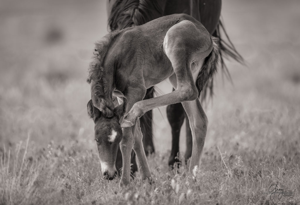 colt, wild horses, utah wild horses, wild horse, wild horse family, Onaqui, Onaqui