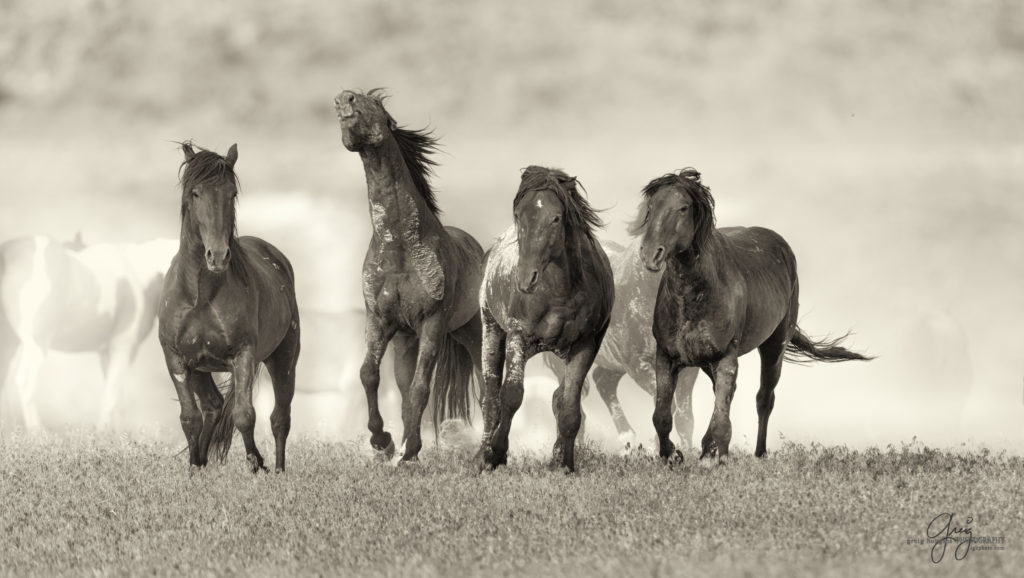 colt, wild horses, utah wild horses, wild horse, wild horse family, Onaqui, Onaqui
