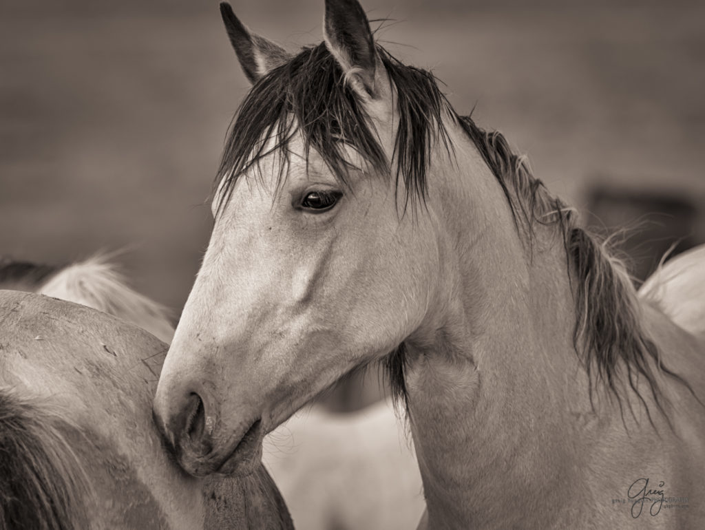 colt, wild horses, utah wild horses, wild horse, wild horse family, Onaqui, Onaqui