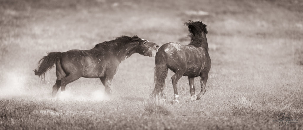 colt, wild horses, utah wild horses, wild horse, wild horse family, Onaqui, Onaqui