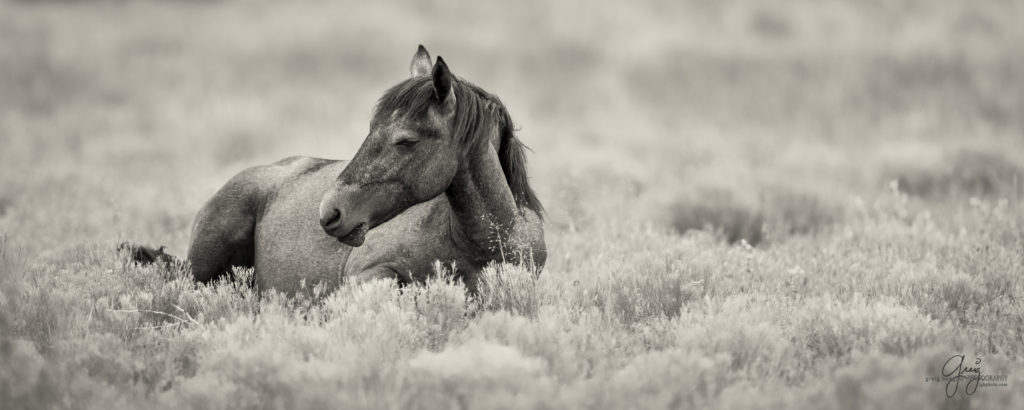 colt, wild horses, utah wild horses, wild horse, wild horse family, Onaqui, Onaqui