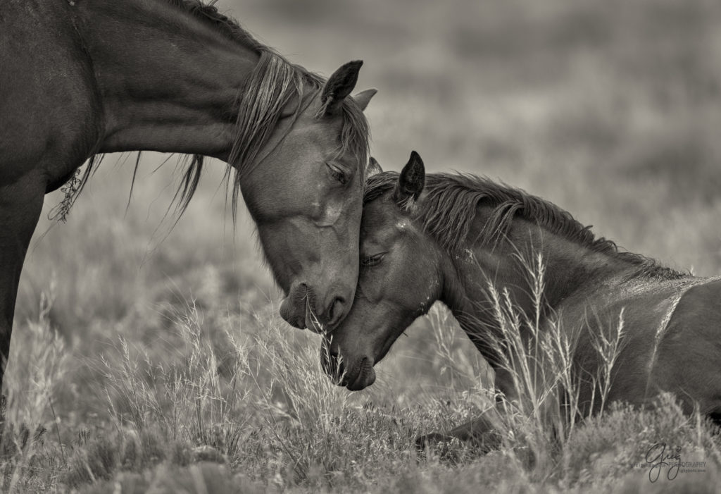 Utah Wild Horses - Onaqui Herd - Black & White Toned - Photography of ...