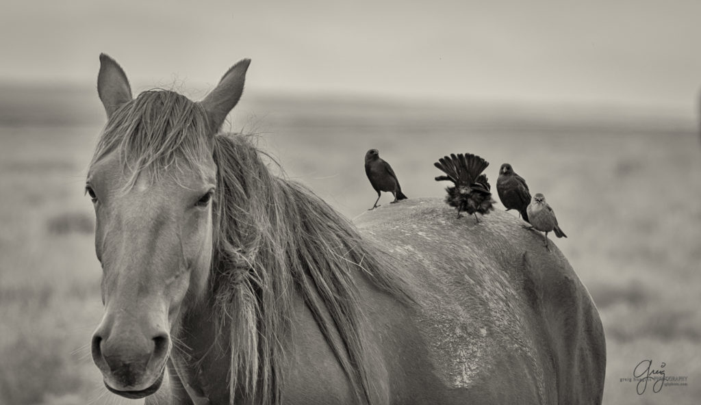 colt, wild horses, utah wild horses, wild horse, wild horse family, Onaqui, Onaqui