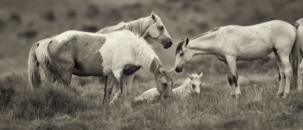 colt, wild horses, utah wild horses, wild horse, wild horse family, Onaqui, Onaqui