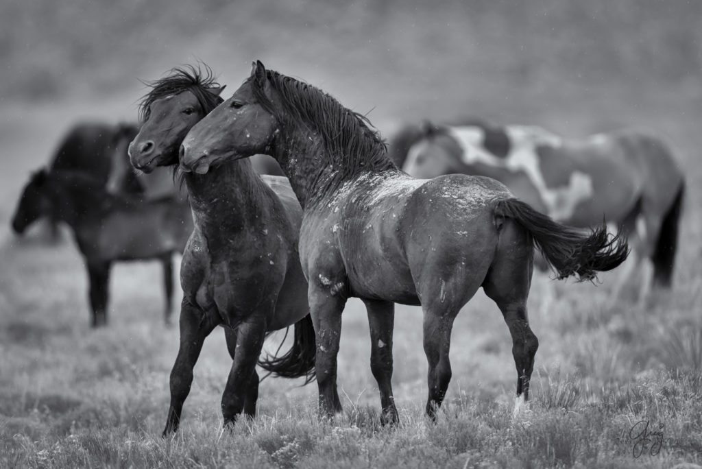 colt, wild horses, utah wild horses, wild horse, wild horse family, Onaqui, Onaqui
