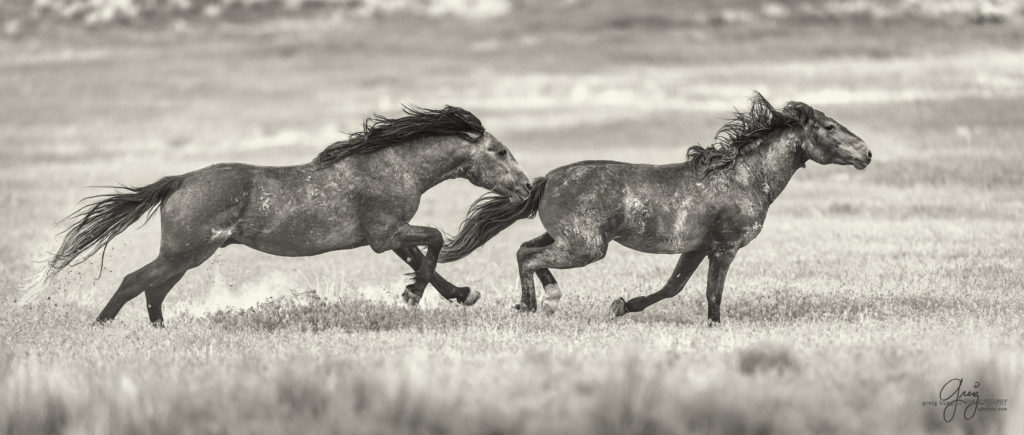 colt, wild horses, utah wild horses, wild horse, wild horse family, Onaqui, Onaqui