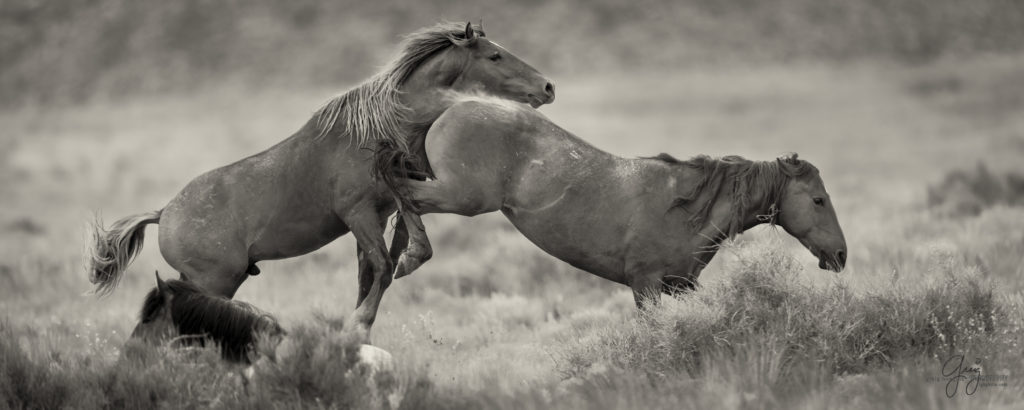 colt, wild horses, utah wild horses, wild horse, wild horse family, Onaqui, Onaqui