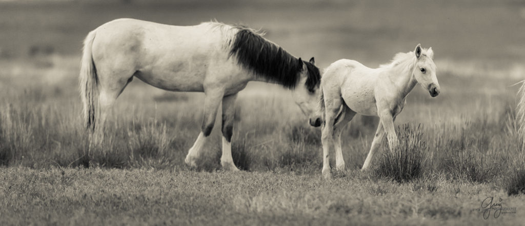 colt, wild horses, utah wild horses, wild horse, wild horse family, Onaqui, Onaqui