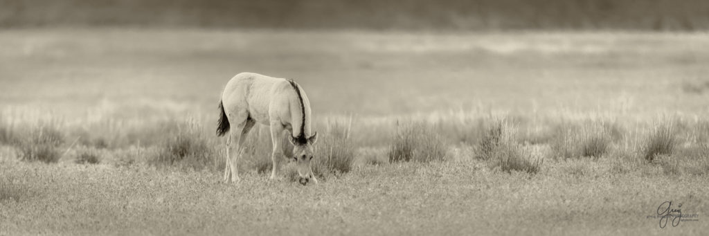 colt, wild horses, utah wild horses, wild horse, wild horse family, Onaqui, Onaqui