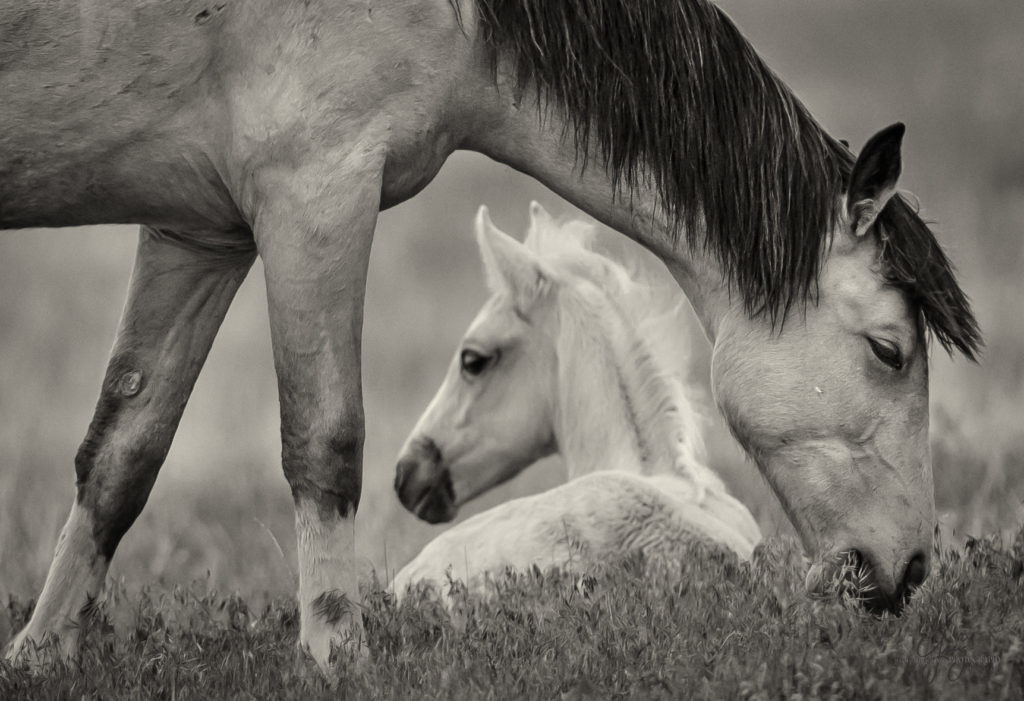 colt, wild horses, utah wild horses, wild horse, wild horse family, Onaqui, Onaqui