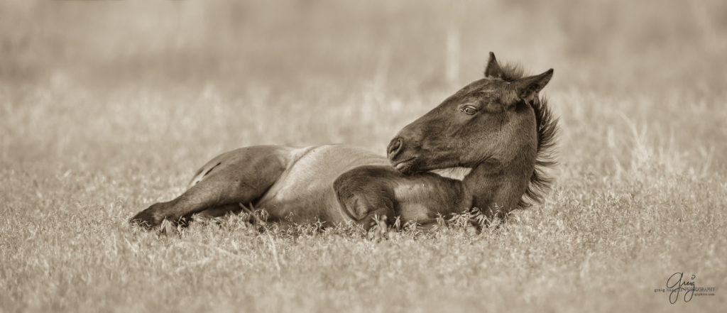 colt, wild horses, utah wild horses, wild horse, wild horse family, Onaqui, Onaqui