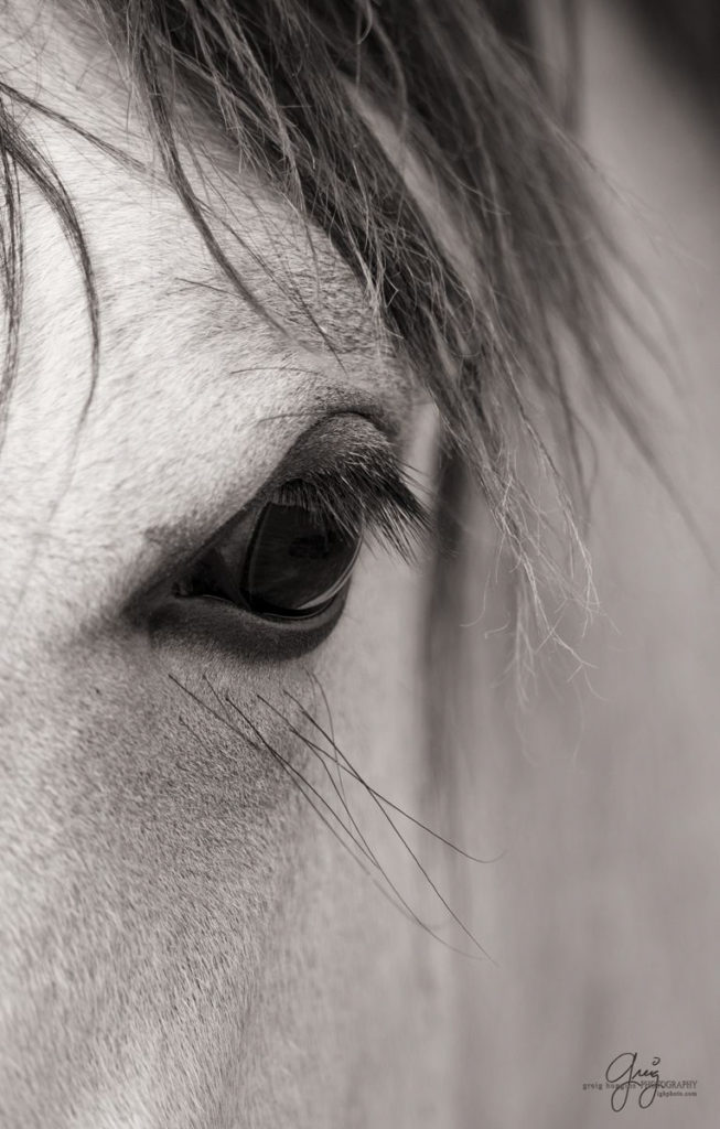 colt, dugway horses, foal, horse, horses, mare, mustangs, nature, Onaqui, Onaqui herd, onaqui horses, onaqui wild horses, pony express, pony express horses, stallion, utah, utah desert, west desert, wild horses, wild mustang, wild stallions, wildlife, wild horse photography, wild horse photographs, wildlife photography, nature photography, wild horse, Utah wild horses, wild horses Utah, wild horses in Utah, BLM controversy, BLM wild horses,