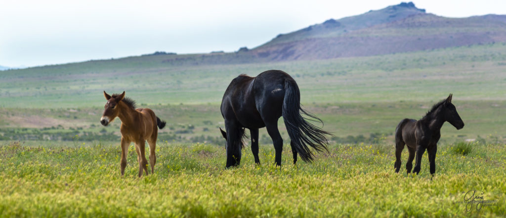 colt, dugway horses, foal, horse, horses, mare, mustangs, nature, Onaqui, Onaqui herd, onaqui horses, onaqui wild horses, pony express, pony express horses, stallion, utah, utah desert, west desert, wild horses, wild mustang, wild stallions, wildlife, wild horse photography, wild horse photographs, wildlife photography, nature photography, wild horse, Utah wild horses, wild horses Utah, wild horses in Utah, BLM controversy, BLM wild horses,