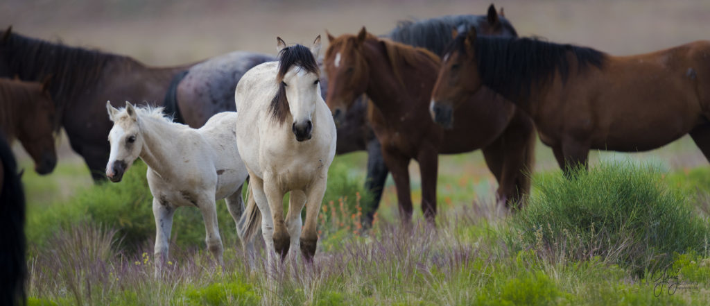 colt, dugway horses, foal, horse, horses, mare, mustangs, nature, Onaqui, Onaqui herd, onaqui horses, onaqui wild horses, pony express, pony express horses, stallion, utah, utah desert, west desert, wild horses, wild mustang, wild stallions, wildlife, wild horse photography, wild horse photographs, wildlife photography, nature photography, wild horse, Utah wild horses, wild horses Utah, wild horses in Utah, BLM controversy, BLM wild horses,