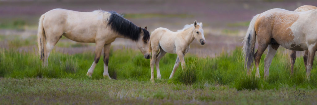 colt, dugway horses, foal, horse, horses, mare, mustangs, nature, Onaqui, Onaqui herd, onaqui horses, onaqui wild horses, pony express, pony express horses, stallion, utah, utah desert, west desert, wild horses, wild mustang, wild stallions, wildlife, wild horse photography, wild horse photographs, wildlife photography, nature photography, wild horse, Utah wild horses, wild horses Utah, wild horses in Utah, BLM controversy, BLM wild horses,