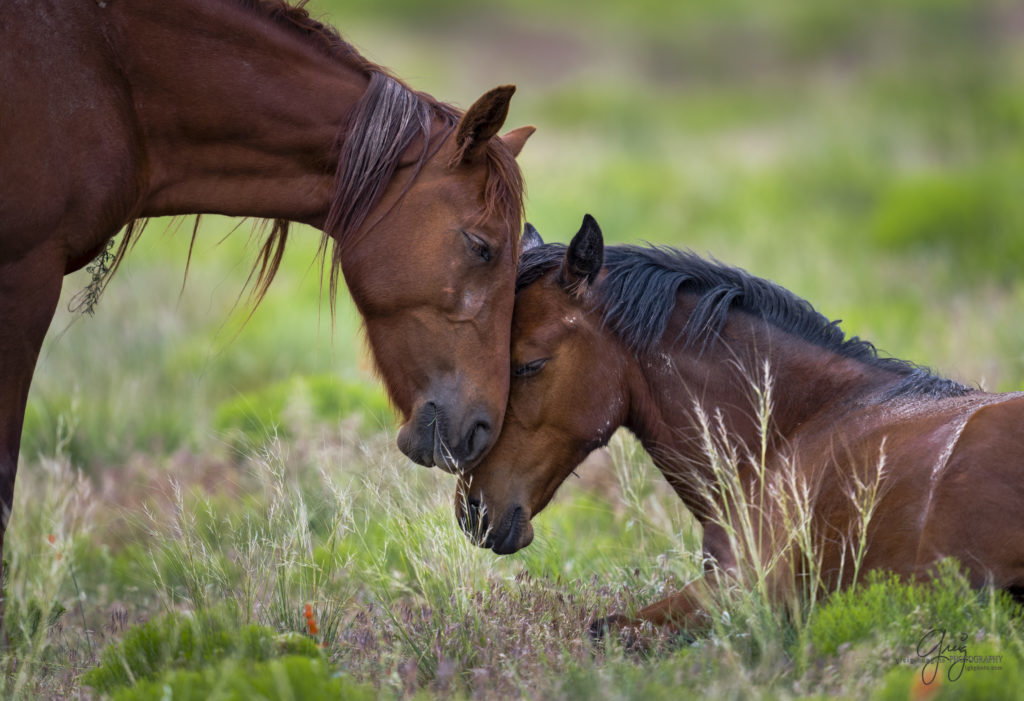 colt, dugway horses, foal, horse, horses, mare, mustangs, nature, Onaqui, Onaqui herd, onaqui horses, onaqui wild horses, pony express, pony express horses, stallion, utah, utah desert, west desert, wild horses, wild mustang, wild stallions, wildlife, wild horse photography, wild horse photographs, wildlife photography, nature photography, wild horse, Utah wild horses, wild horses Utah, wild horses in Utah, BLM controversy, BLM wild horses,