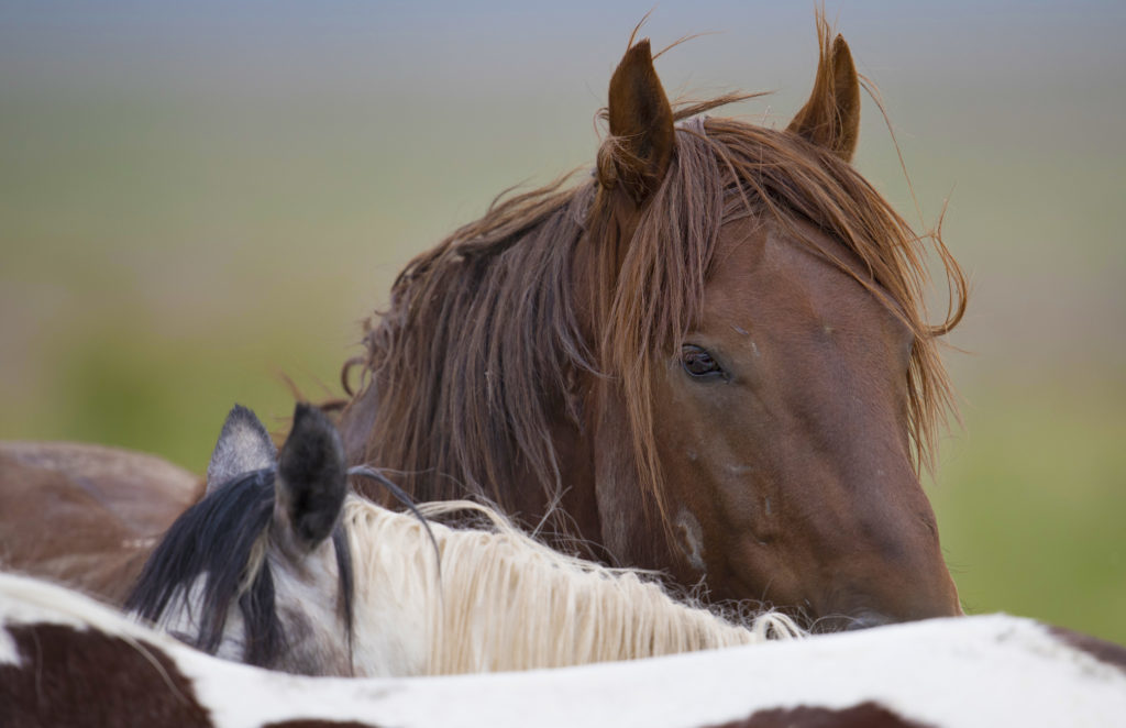 colt, dugway horses, foal, horse, horses, mare, mustangs, nature, Onaqui, Onaqui herd, onaqui horses, onaqui wild horses, pony express, pony express horses, stallion, utah, utah desert, west desert, wild horses, wild mustang, wild stallions, wildlife, wild horse photography, wild horse photographs, wildlife photography, nature photography, wild horse, Utah wild horses, wild horses Utah, wild horses in Utah, BLM controversy, BLM wild horses,