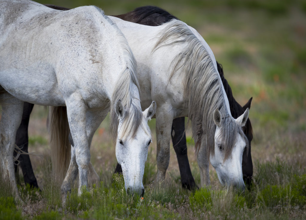 colt, dugway horses, foal, horse, horses, mare, mustangs, nature, Onaqui, Onaqui herd, onaqui horses, onaqui wild horses, pony express, pony express horses, stallion, utah, utah desert, west desert, wild horses, wild mustang, wild stallions, wildlife, wild horse photography, wild horse photographs, wildlife photography, nature photography, wild horse, Utah wild horses, wild horses Utah, wild horses in Utah, BLM controversy, BLM wild horses,