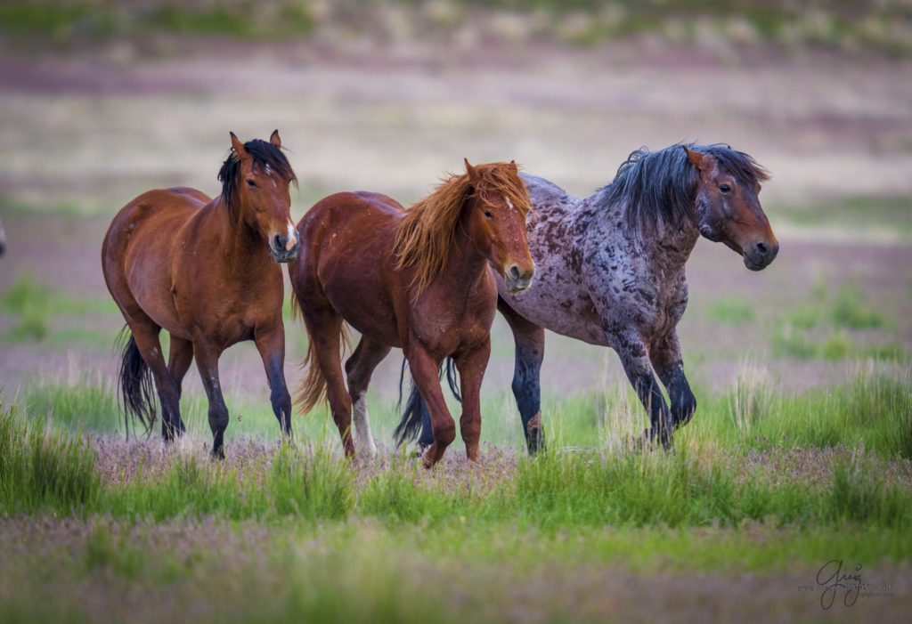 Wild Horses Utah Onaqui Herd Roan Mustang With His Two Mares