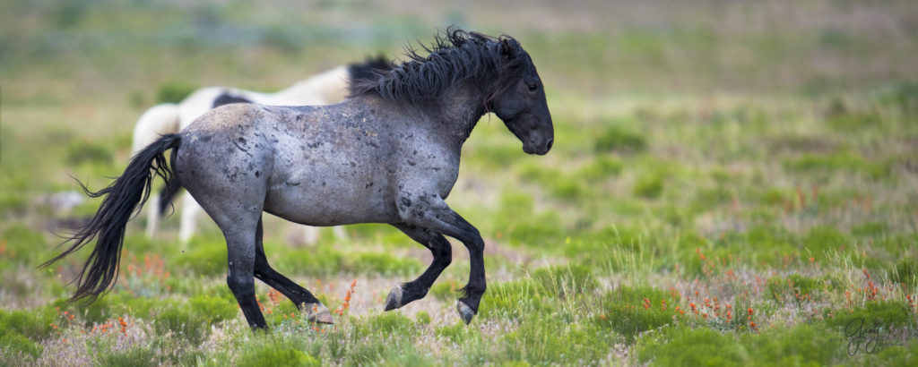 colt, dugway horses, foal, horse, horses, mare, mustangs, nature, Onaqui, Onaqui herd, onaqui horses, onaqui wild horses, pony express, pony express horses, stallion, utah, utah desert, west desert, wild horses, wild mustang, wild stallions, wildlife, wild horse photography, wild horse photographs, wildlife photography, nature photography, wild horse, Utah wild horses, wild horses Utah, wild horses in Utah, BLM controversy, BLM wild horses,