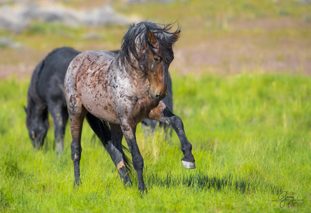 colt, dugway horses, foal, horse, horses, mare, mustangs, nature, Onaqui, Onaqui herd, onaqui horses, onaqui wild horses, pony express, pony express horses, stallion, utah, utah desert, west desert, wild horses, wild mustang, wild stallions, wildlife, wild horse photography, wild horse photographs, wildlife photography, nature photography, wild horse, Utah wild horses, wild horses Utah, wild horses in Utah, BLM controversy, BLM wild horses,