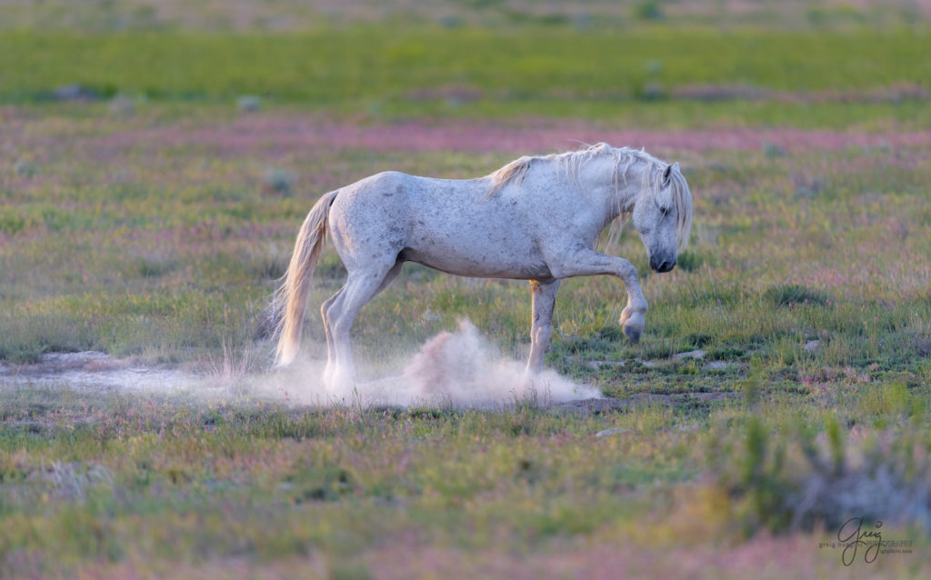 colt, dugway horses, foal, horse, horses, mare, mustangs, nature, Onaqui, Onaqui herd, onaqui horses, onaqui wild horses, pony express, pony express horses, stallion, utah, utah desert, west desert, wild horses, wild mustang, wild stallions, wildlife, wild horse photography, wild horse photographs, wildlife photography, nature photography, wild horse, Utah wild horses, wild horses Utah, wild horses in Utah, BLM controversy, BLM wild horses,