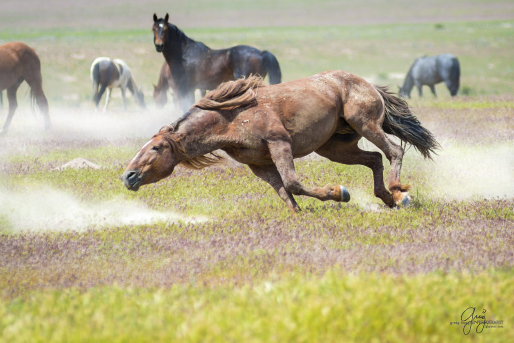 colt, dugway horses, foal, horse, horses, mare, mustangs, nature, Onaqui, Onaqui herd, onaqui horses, onaqui wild horses, pony express, pony express horses, stallion, utah, utah desert, west desert, wild horses, wild mustang, wild stallions, wildlife, wild horse photography, wild horse photographs, wildlife photography, nature photography, wild horse, Utah wild horses, wild horses Utah, wild horses in Utah, BLM controversy, BLM wild horses,