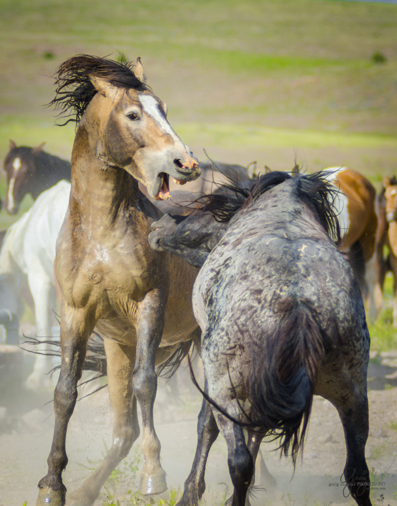 colt, dugway horses, foal, horse, horses, mare, mustangs, nature, Onaqui, Onaqui herd, onaqui horses, onaqui wild horses, pony express, pony express horses, stallion, utah, utah desert, west desert, wild horses, wild mustang, wild stallions, wildlife, wild horse photography, wild horse photographs, wildlife photography, nature photography, wild horse, Utah wild horses, wild horses Utah, wild horses in Utah, BLM controversy, BLM wild horses,